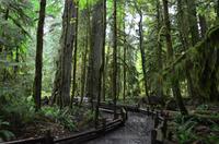 Cathedral Grove 5 &ndash; &copy; Katja Neumann (Eberhardt TRAVEL)