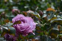 Butchart Gardens Rosengarten &ndash; &copy; Katja Neumann (Eberhardt TRAVEL)