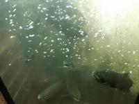 Capilano River Facility &ndash; &copy; Katja Neumann (Eberhardt TRAVEL)