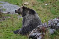 Grizzly &ndash; &copy; Katja Neumann (Eberhardt TRAVEL)