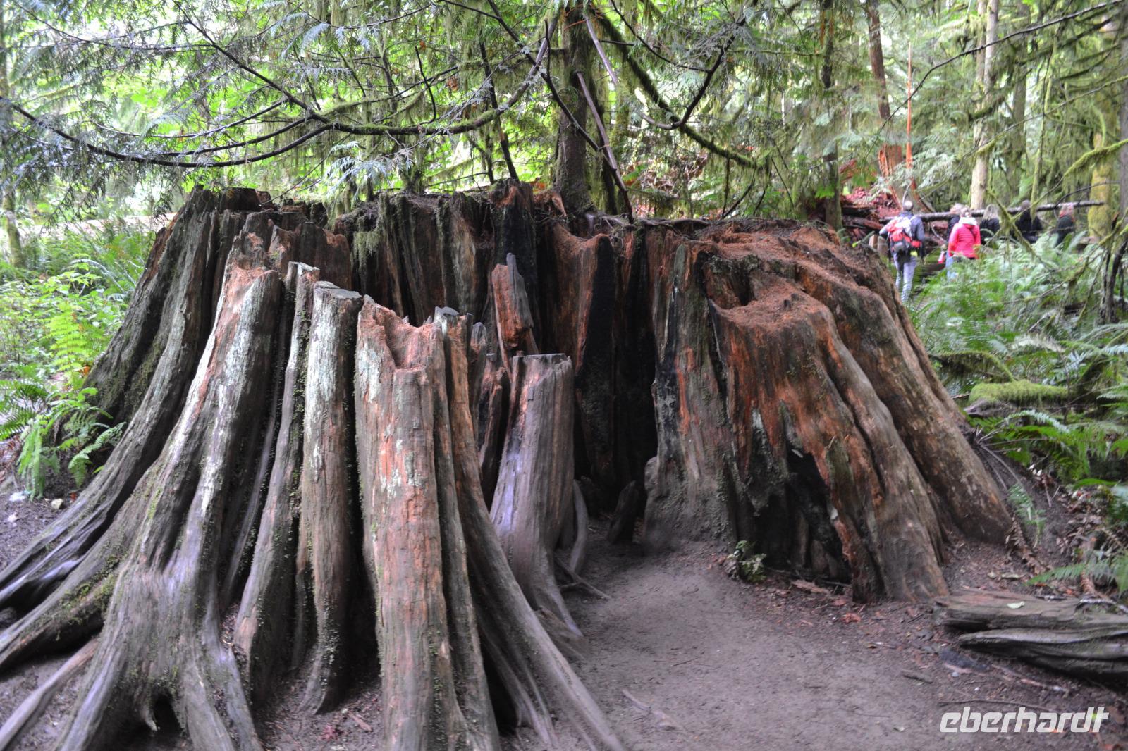 Cathedral Grove (1) &ndash; &copy; Laura Wonneberger (Eberhardt TRAVEL)