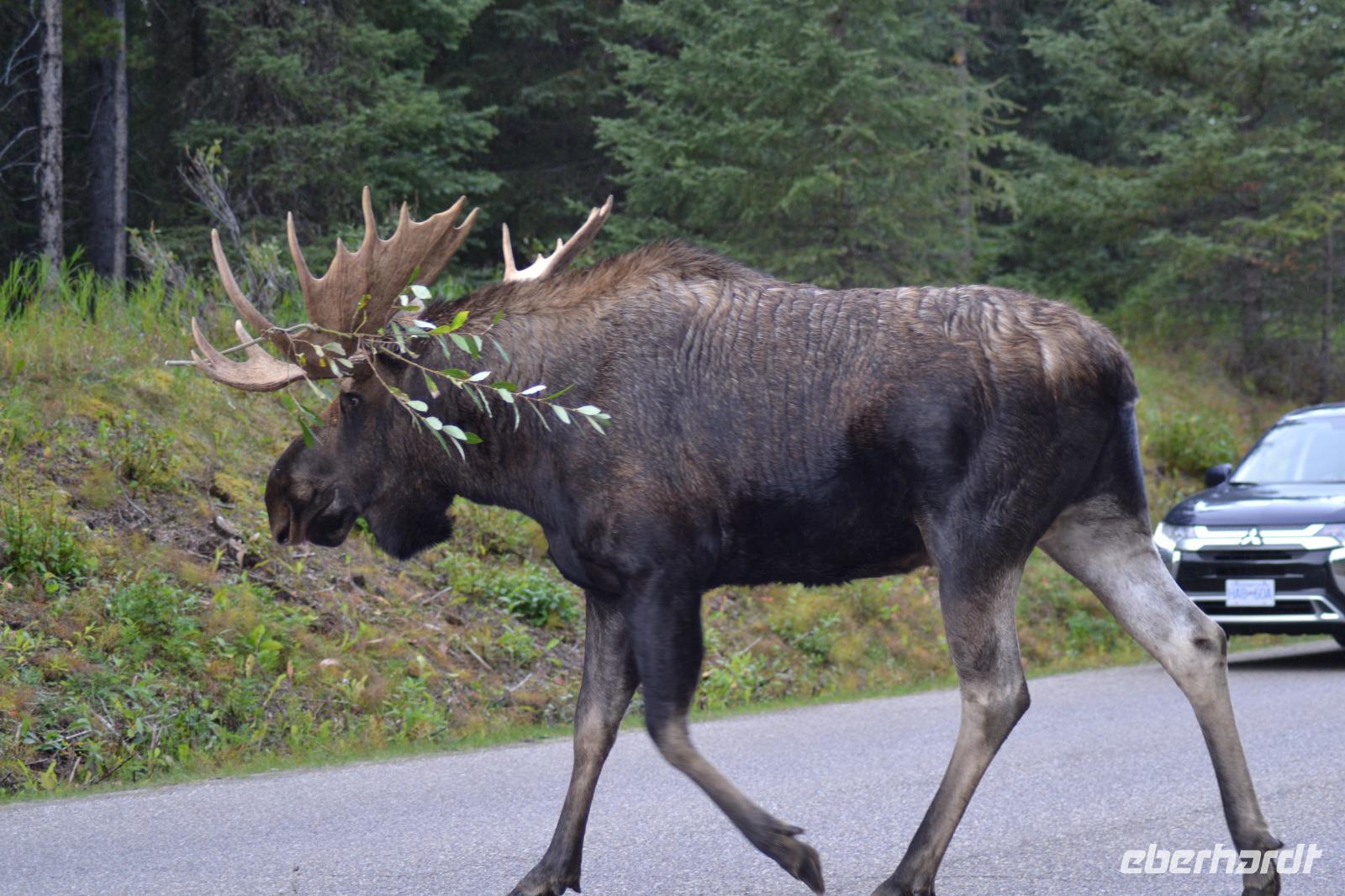 Elche im Jasper Nationalpark (6) &ndash; &copy; Laura Wonneberger (Eberhardt TRAVEL)