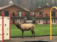 Hirsch am Hotel in Jasper1 &ndash; &copy; Laura Wonneberger (Eberhardt TRAVEL)