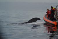 Wal Beobachtung9 &ndash; &copy; Laura Wonneberger (Eberhardt TRAVEL)