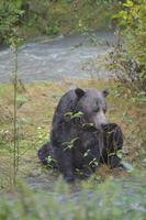 Bärenbeobachtung (31) &ndash; &copy; Laura Wonneberger (Eberhardt TRAVEL)