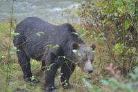 Bärenbeobachtung (34) &ndash; &copy; Laura Wonneberger (Eberhardt TRAVEL)