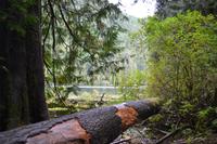 Cathedral Grove (2) &ndash; &copy; Laura Wonneberger (Eberhardt TRAVEL)