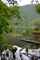 Cathedral Grove (3) &ndash; &copy; Laura Wonneberger (Eberhardt TRAVEL)