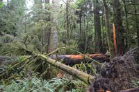 Cathedral Grove (4) &ndash; &copy; Laura Wonneberger (Eberhardt TRAVEL)