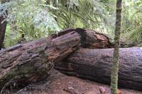 Cathedral Grove &ndash; &copy; Laura Wonneberger (Eberhardt TRAVEL)