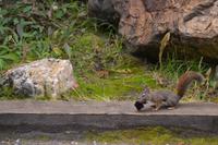 Eichhörnchen (1) &ndash; &copy; Laura Wonneberger (Eberhardt TRAVEL)