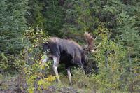 Elche im Jasper Nationalpark (4) &ndash; &copy; Laura Wonneberger (Eberhardt TRAVEL)