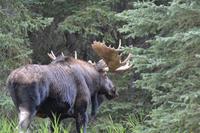 Elche im Jasper Nationalpark (8) &ndash; &copy; Laura Wonneberger (Eberhardt TRAVEL)