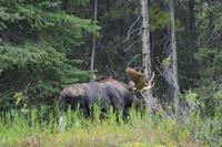 Elche im Jasper Nationalpark (10) &ndash; &copy; Laura Wonneberger (Eberhardt TRAVEL)