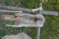Hat Creek Ranch (41) &ndash; &copy; Laura Wonneberger (Eberhardt TRAVEL)