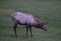 junger kanadischer Hirsch (1) &ndash; &copy; Laura Wonneberger (Eberhardt TRAVEL)