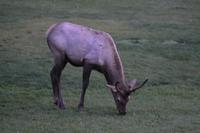 junger kanadischer Hirsch (2) &ndash; &copy; Laura Wonneberger (Eberhardt TRAVEL)