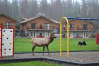 junger kanadischer Hirsch (3) &ndash; &copy; Laura Wonneberger (Eberhardt TRAVEL)