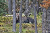 Moose Lake (1) &ndash; &copy; Laura Wonneberger (Eberhardt TRAVEL)
