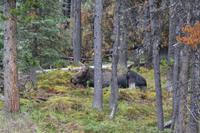 Moose Lake (2) &ndash; &copy; Laura Wonneberger (Eberhardt TRAVEL)