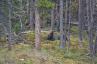 Moose Lake (3) &ndash; &copy; Laura Wonneberger (Eberhardt TRAVEL)