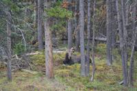 Moose Lake (4)