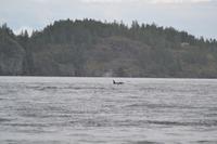 Orcas (1) &ndash; &copy; Laura Wonneberger (Eberhardt TRAVEL)