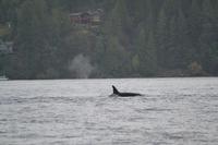 Orcas (2) &ndash; &copy; Laura Wonneberger (Eberhardt TRAVEL)