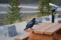 Rocky Mountains (12) &ndash; &copy; Laura Wonneberger (Eberhardt TRAVEL)