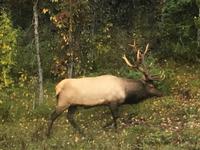 Ich bin auch ein Hirsch &ndash; &copy; Elisabeth Fox-Maerki (Eberhardt TRAVEL)