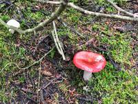 Pilz &ndash; &copy; Elisabeth Fox-Maerki (Eberhardt TRAVEL)
