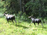 UUUIIII 2 Moose (Elche) &ndash; &copy; Elisabeth Fox-Maerki (Eberhardt TRAVEL)