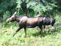 Das tolle Moose Bild &ndash; &copy; Elisabeth Fox-Maerki (Eberhardt TRAVEL)