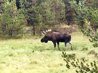 Papa Moose ist nicht weit &ndash; &copy; Elisabeth Fox-Maerki (Eberhardt TRAVEL)