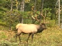 Der Wapiti Hirsch &ndash; &copy; Elisabeth Fox-Maerki (Eberhardt TRAVEL)