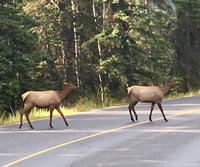 Wapiti Weibchen Uebergang &ndash; &copy; Elisabeth Fox-Maerki (Eberhardt TRAVEL)