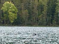 ein Loon (schwarz weisse Ente) &ndash; &copy; Elisabeth Fox-Maerki (Eberhardt TRAVEL)