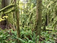 in Cathedral Grove &ndash; &copy; Elisabeth Fox-Maerki (Eberhardt TRAVEL)