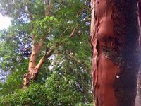 Arbutus  &ndash; &copy; Elisabeth Fox-Maerki (Eberhardt TRAVEL)