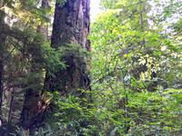 in Lighthouse Park &ndash; &copy; Elisabeth Fox-Maerki (Eberhardt TRAVEL)