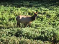 Wapiti &ndash; &copy; Ralf Kuchenbecker (Eberhardt TRAVEL)