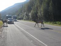 Wapiti &ndash; &copy; Ralf Kuchenbecker (Eberhardt TRAVEL)