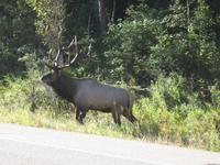 Wapiti &ndash; &copy; Ralf Kuchenbecker (Eberhardt TRAVEL)