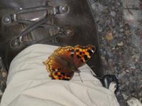 Kinney Lake Butterfly &ndash; &copy; Ralf Kuchenbecker (Eberhardt TRAVEL)