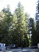 Cathedral Grove &ndash; &copy; Ralf Kuchenbecker (Eberhardt TRAVEL)