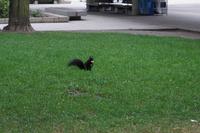 220 Eichhörnchen &ndash; &copy; Stefanie Schneider (Eberhardt TRAVEL)