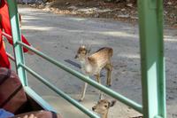 Tag 6 – Besuch Omega-Wildlife-Park (13) &ndash; &copy; Alexander Zachow (Eberhardt TRAVEL)