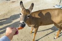 Tag 6 – Besuch Omega-Wildlife-Park (28) &ndash; &copy; Alexander Zachow (Eberhardt TRAVEL)