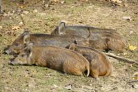 Tag 6 – Besuch Omega-Wildlife-Park (50) &ndash; &copy; Alexander Zachow (Eberhardt TRAVEL)