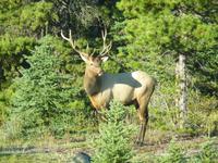Wapiti on tour &ndash; &copy; Ralf Mehnert (Eberhardt TRAVEL)